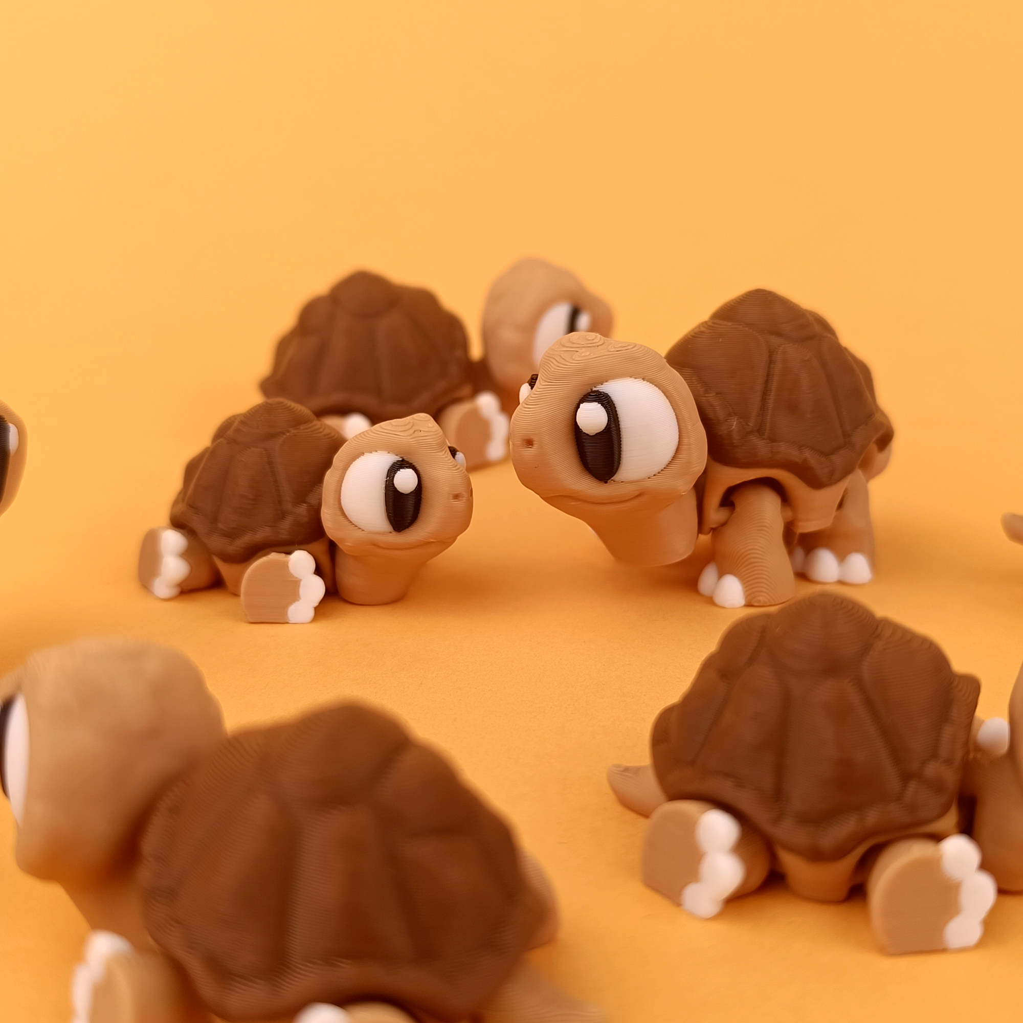 Kiut Tortuga